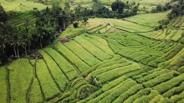 Piantagione di riso Jatiluwih a bali — Video Stock