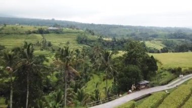 Bali 'de Jatiluwih pirinç tarlası