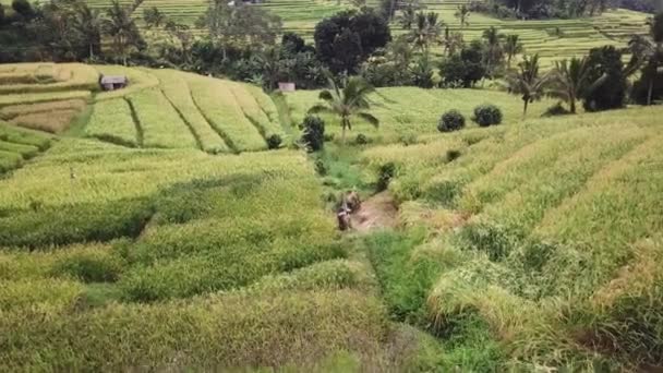 Agricultor trabalha em uma plantação — Vídeo de Stock