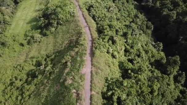 Camino de senderismo hecho de piedra a través del bosque — Vídeo de stock