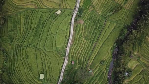 Дорога между рисовыми полями — стоковое видео