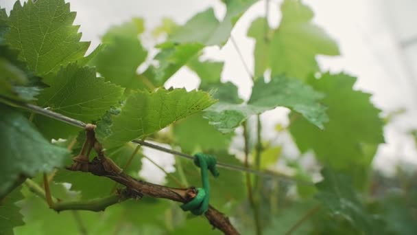 Grapevine branch hangs on rope — Stock Video