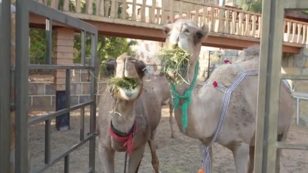 Camellos masticar hierba — Vídeos de Stock