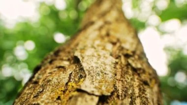 Ağaç gövdesi boyunca hareket