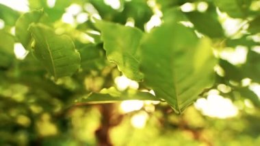 Rüzgarda sallanan yeşil yapraklar