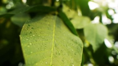 Yağmur damlalı büyük yaprak