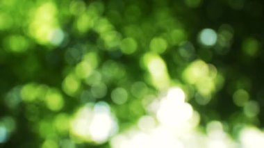 Bulanık yaprakların üzerinde kocaman güneş lekeleri.