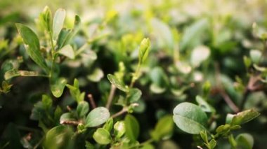 Küçük yeşil yapraklar sallanıyor