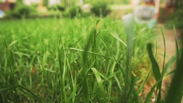 Lawn mower cuts grass — Stock Video