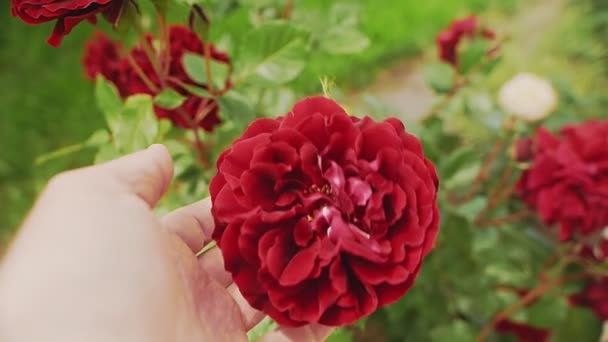 Рука садовника касается розы — стоковое видео