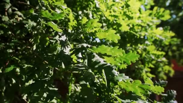 Groene bladeren van eikenbomen — Stockvideo