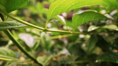 Yapraklı ağaç dalı makro