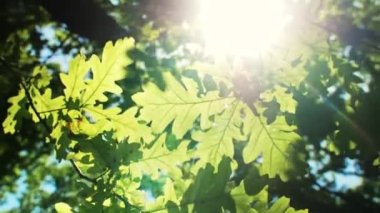 Meşe ağacının yeşil dalları