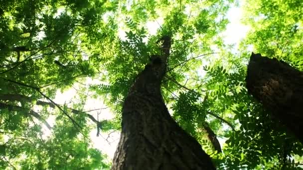 Árboles viejos troncos torcidos — Vídeo de stock