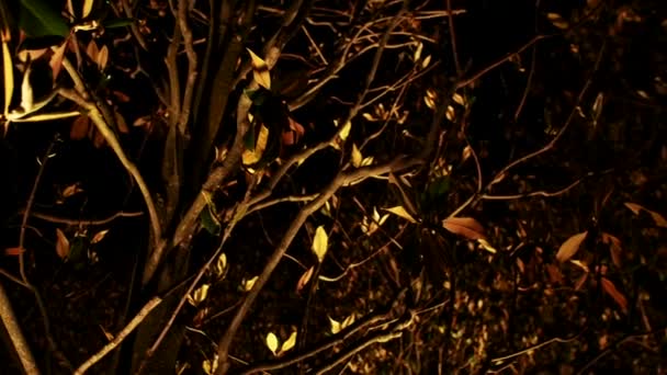 Árvore iluminada do parque à noite — Vídeo de Stock