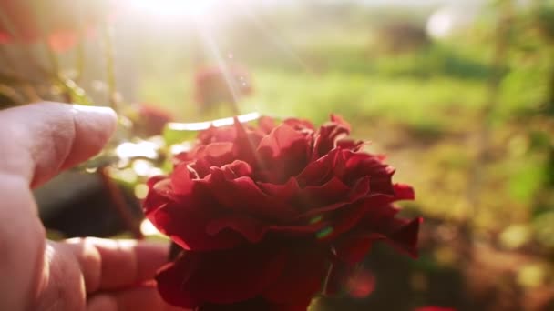 Férfi kéz fordul vörös rózsa — Stock videók