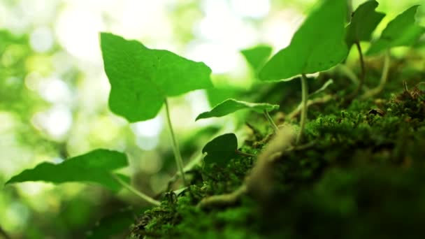 Yeşil yapraklar ve karınca makrosu — Stok video
