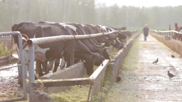 Cows in the barn in the morning — Stock Video