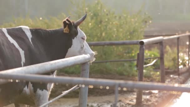 Krowy w oborze w godzinach porannych — Wideo stockowe