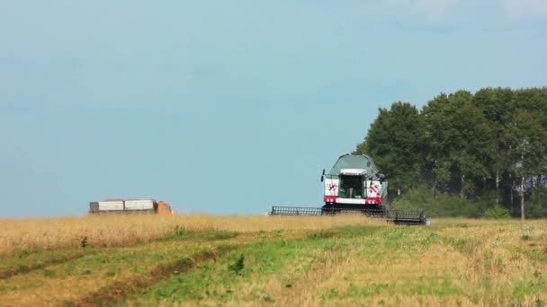 Harvester in the field. Mows harvest in the background — Stock Video
