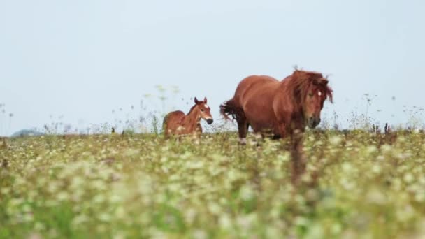 Merrie met veulen gaan op veld — Stockvideo