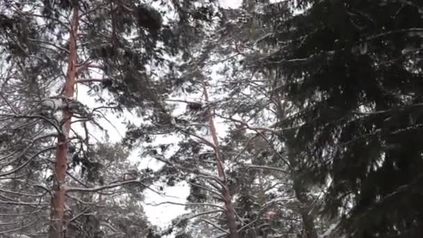 Winter pine. camera beweegt langzaam — Stockvideo