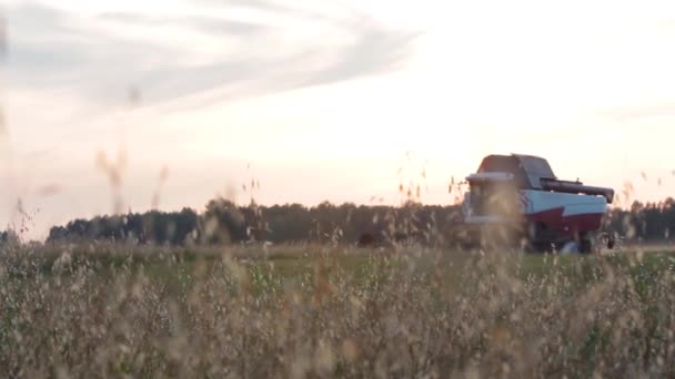 Harvester in the field — Stock Video