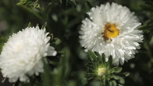 Weiße Chrysanthemen im tiefen Fokus — Stockvideo