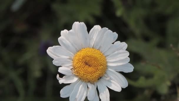 Flor de margarita — Vídeos de Stock