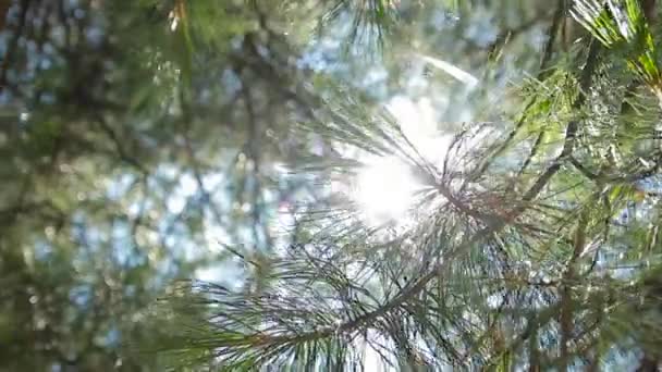 Solen lyser genom tallskogen — Stockvideo