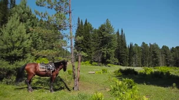Häst kostnaden på trädet — Stockvideo