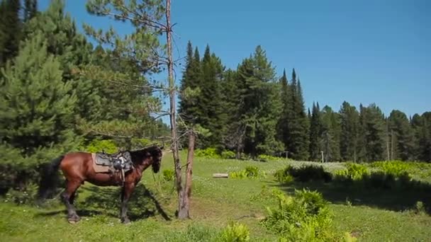 le coût du cheval à l'arbre 