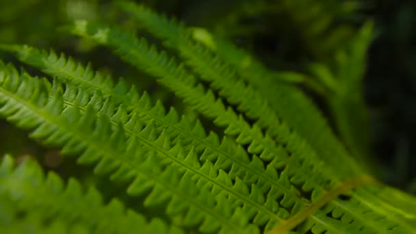 Yeşil yaprak makro arka plan — Stok video