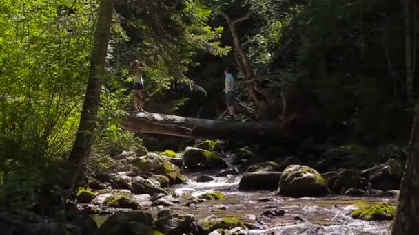 Un árbol a través de un río de montaña — Vídeos de Stock