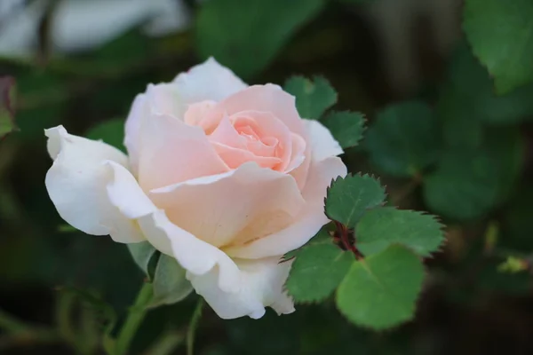 Rose Blanche Dans Maison Jardin — Photo