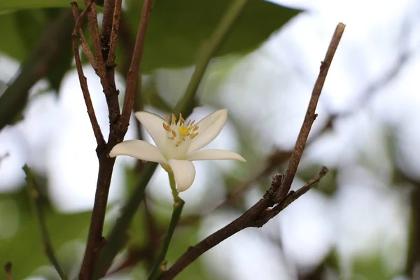 Flor Jardim Foto Alta Qualidade — Fotografia de Stock