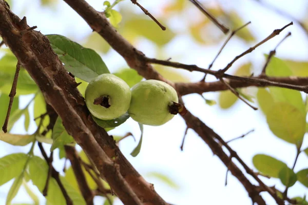 Taze küçük Guava ev bahçesinde