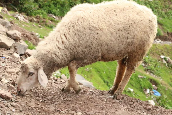 Kuzu taze ot arıyor.
