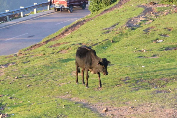 Vaca Negra Caminando Sobre Hierba Fría — Foto de Stock