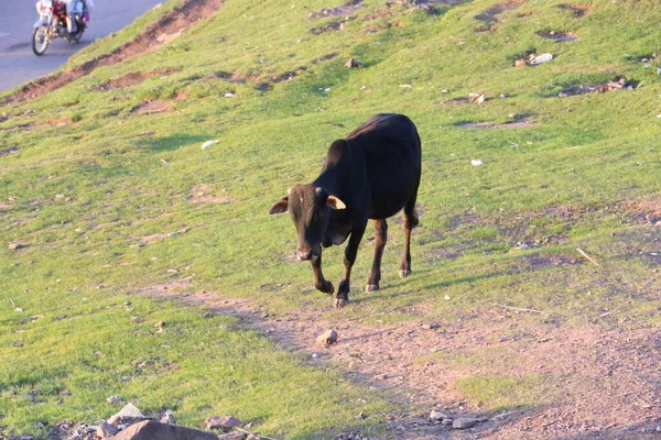 Tepedeki Siyah İneğe Yakın
