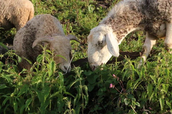 Närbild Vackra Lamm Äta Gården — Stockfoto