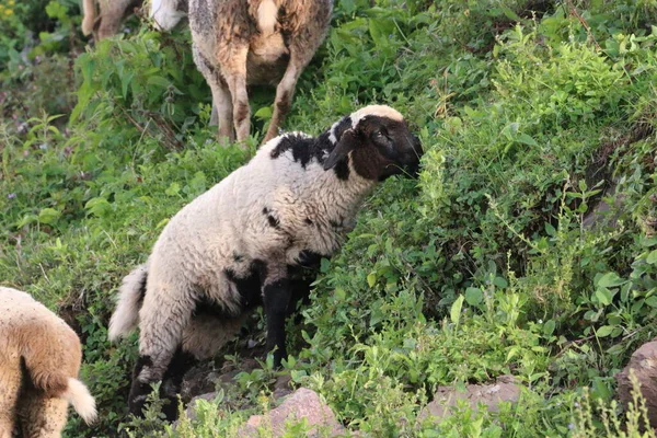 Beautiful Mix Color Lamb Eating Grass — Stock Photo, Image