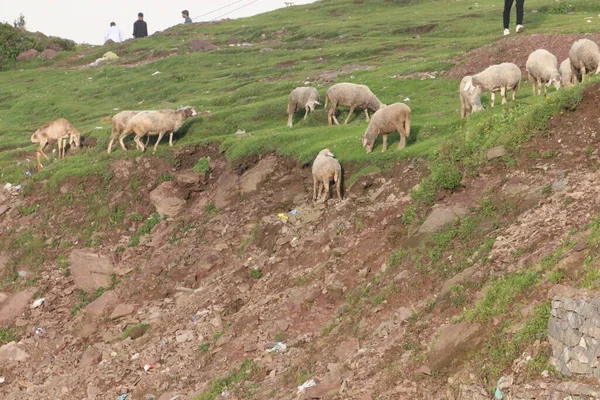 Soğuk havada ot yiyen kuzuyu karıştır
