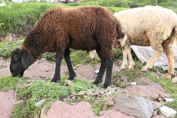 Kahverengi Kuzu Yiyen Çimene Yaklaş