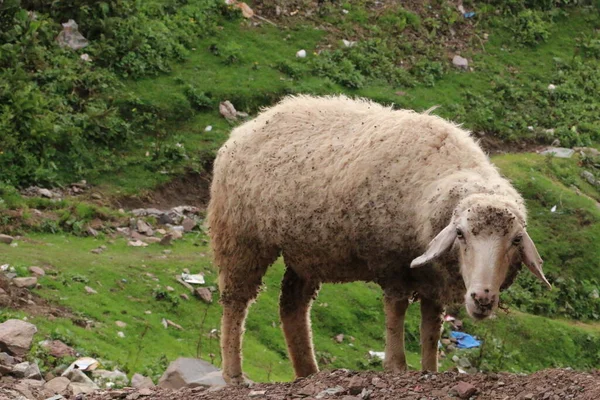 Dağda Beyaz Kuzuya Yakın