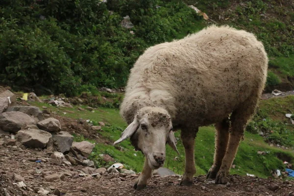 Tarladaki kuzular güneşin tadını çıkarıyor.