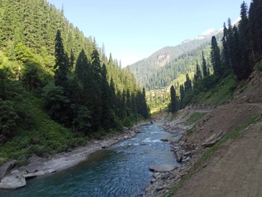 Göl akan ormanlı orman manzarası