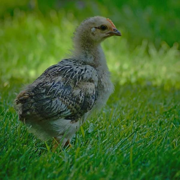 Young chicken happy with life.