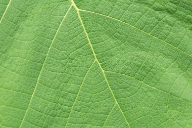 yeşil yaprak dokusu kapat