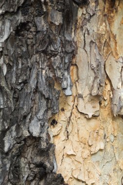 Ağaç kabuğu dokusu